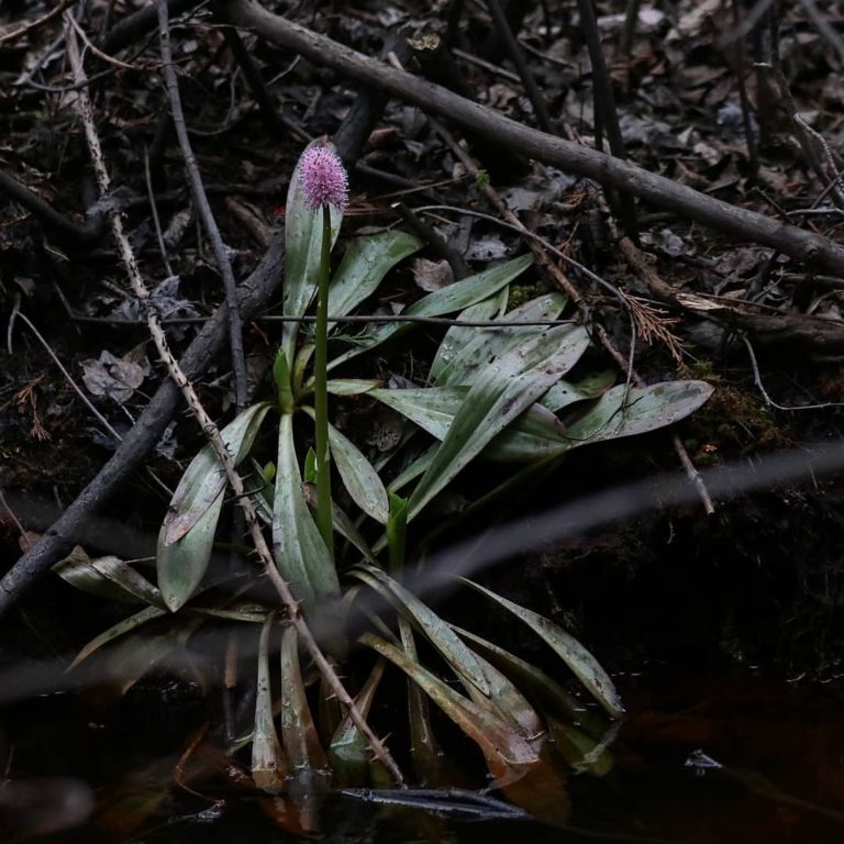 Helonias bullata