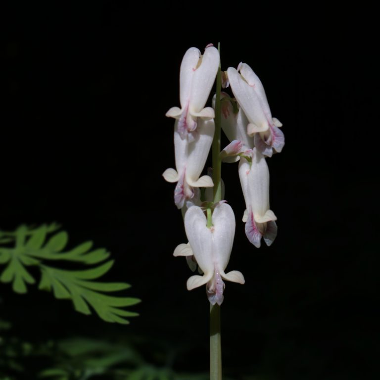 Dicentra canadensis