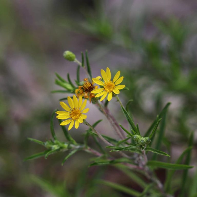 Pityopsis falcata