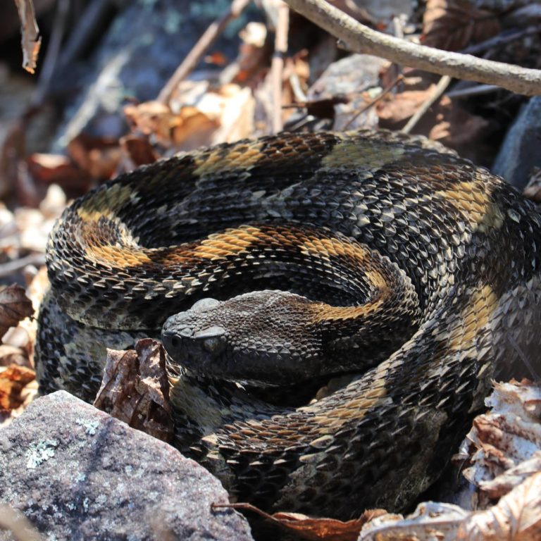 Timber Rattlesnake