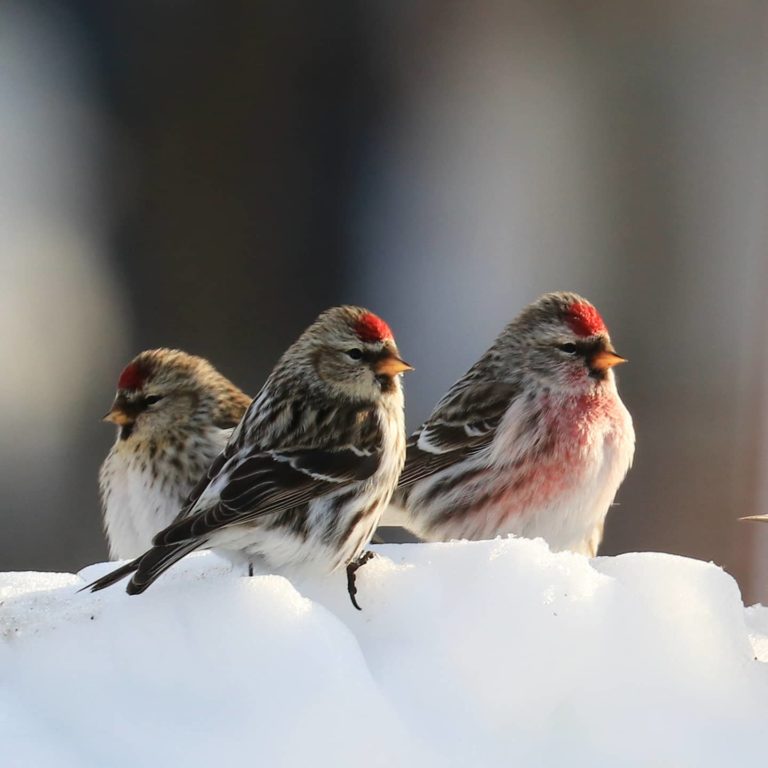 Common Redpolls