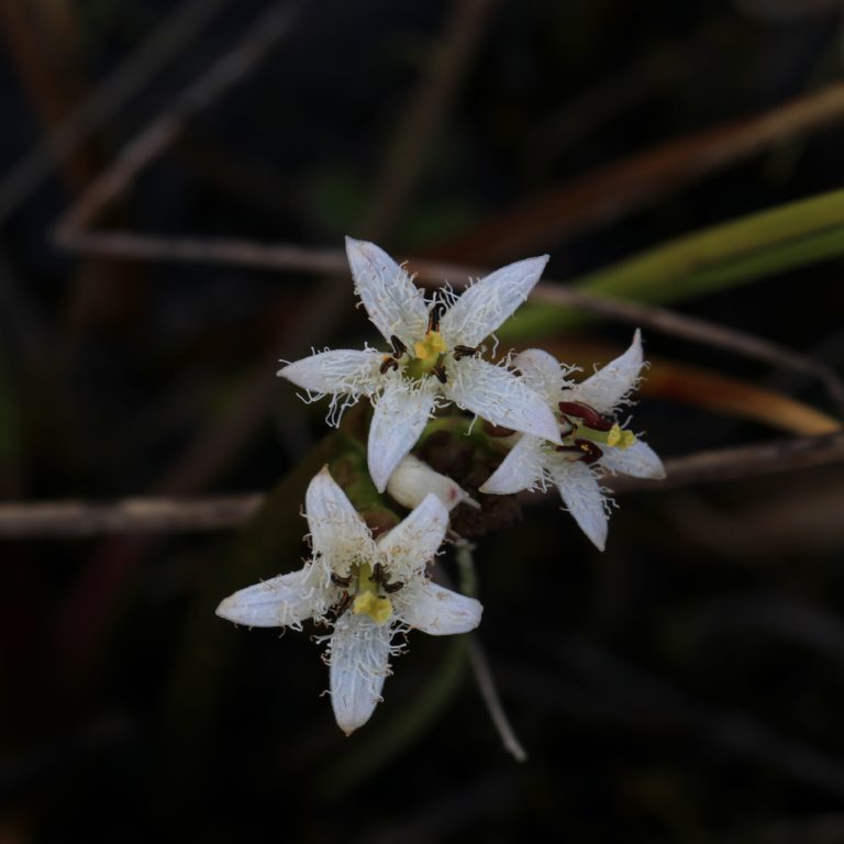 Menyanthes trifoliata