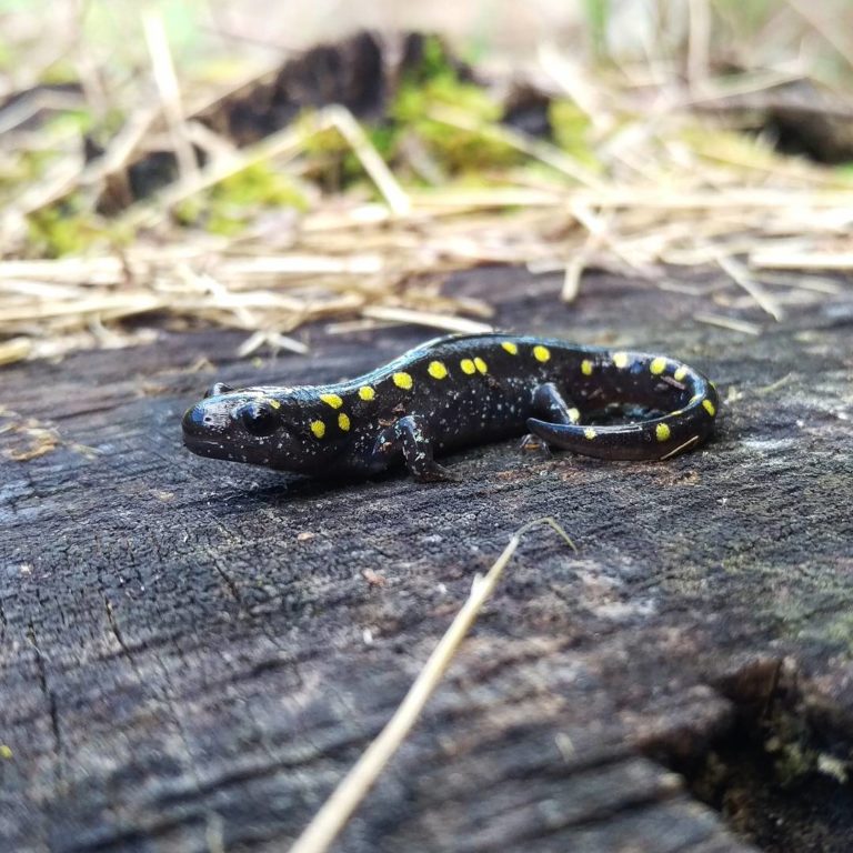 Spotted Salamander