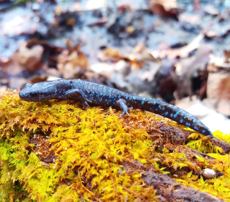 Blue-spotted Salamander