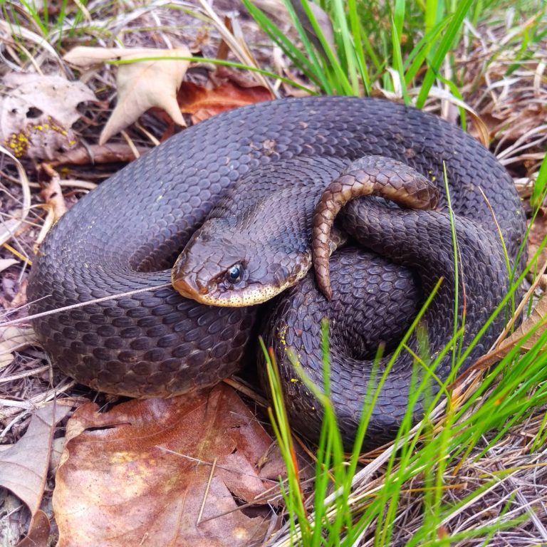 Eastern Hognose Snake