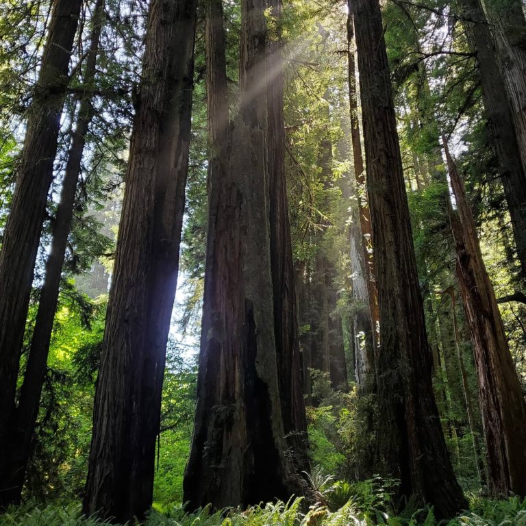 Redwoods, CA