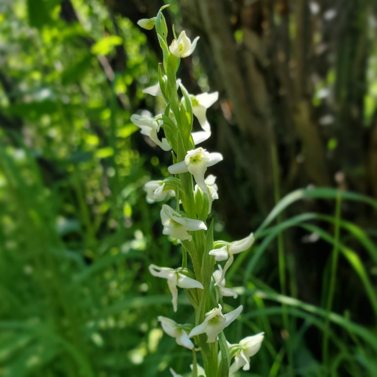 Platanthera dilatata