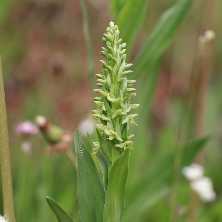 Platanthera huronensis