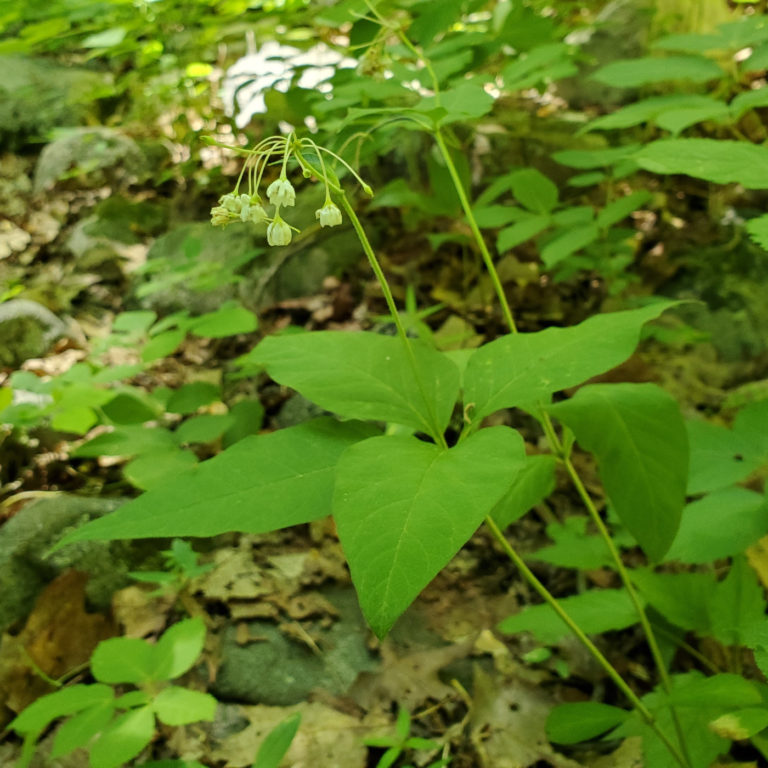 Asclepias quadrifolia