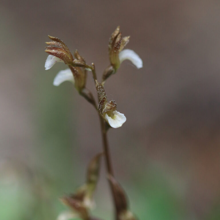 Corallorhiza wisteriana