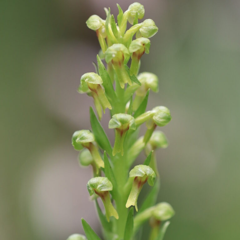 Dactylorhiza viridis