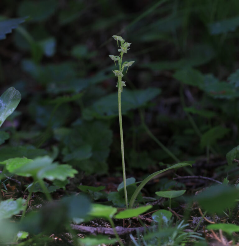 Platanthera obtusata